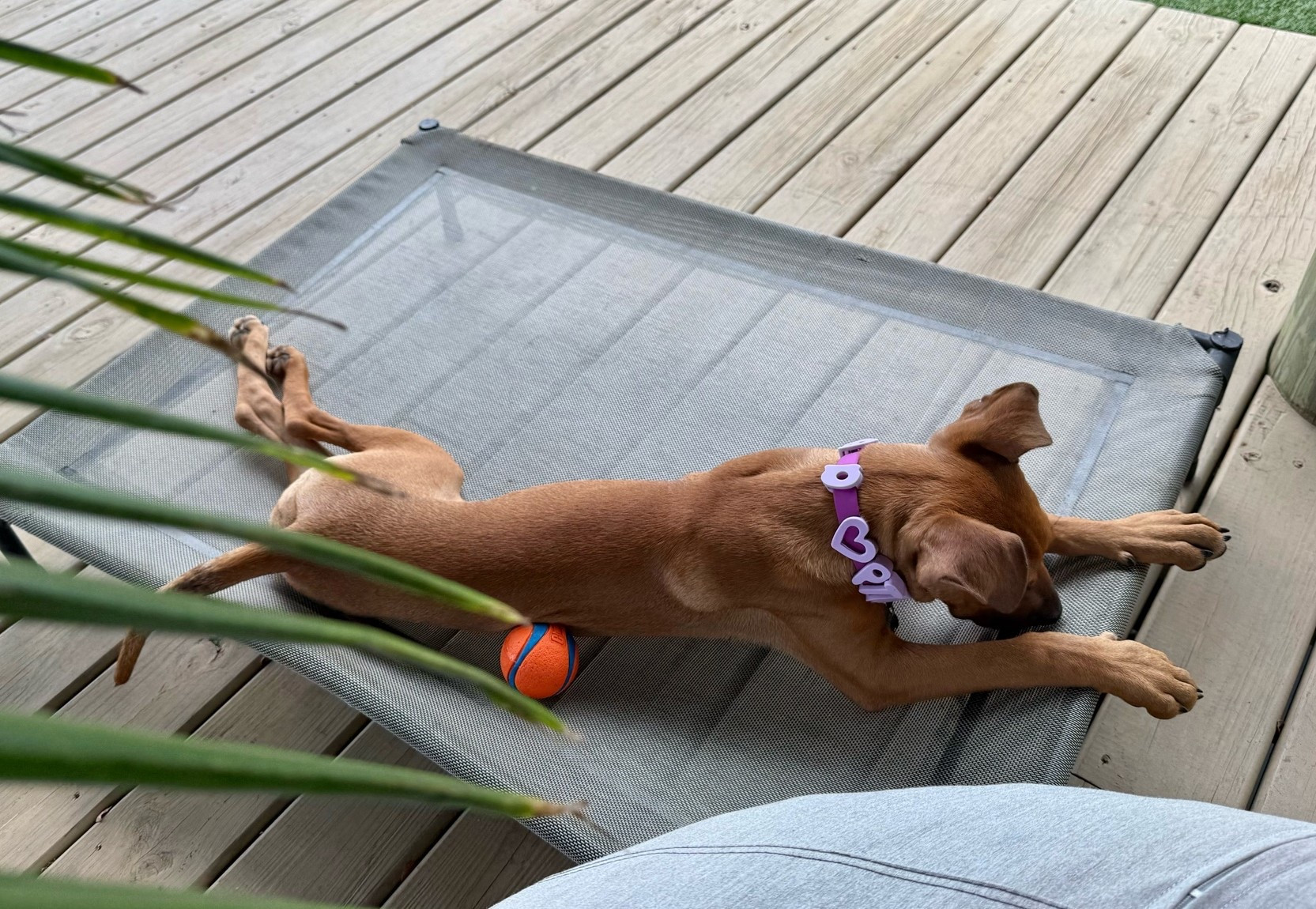 Mesh cooling cot outdoor dog bed