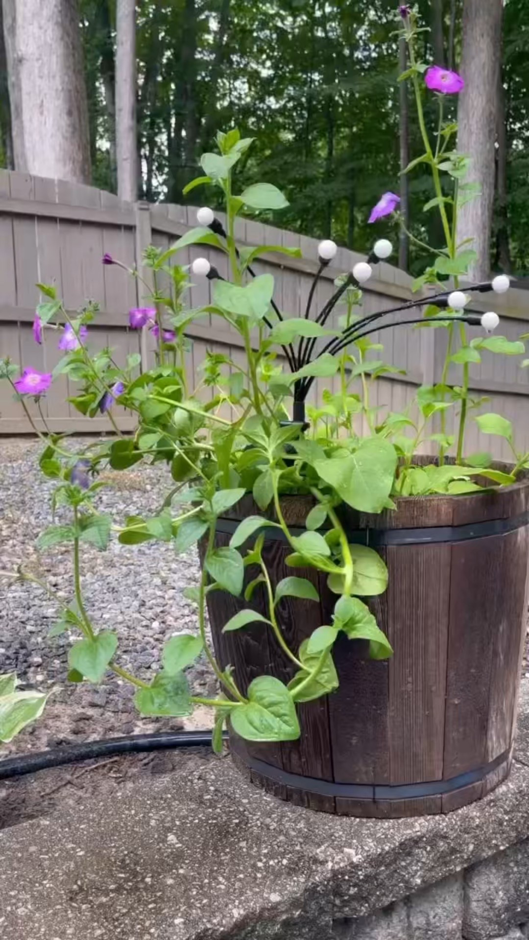 Our 90’ retractable garden hose has been one of those little upgrades that makes a big difference. No more dragging heavy hoses across the yard or fighting kinks. It reaches everywhere we need, then neatly retracts when we’re done. The Giraffe Tools hose has made watering the garden, rinsing off muddy shoes, and cleaning up outdoor messes so much easier. Practical, tidy, and surprisingly satisfying to use.

#LTKHome #LTKSeasonal #LTKdayinmylife