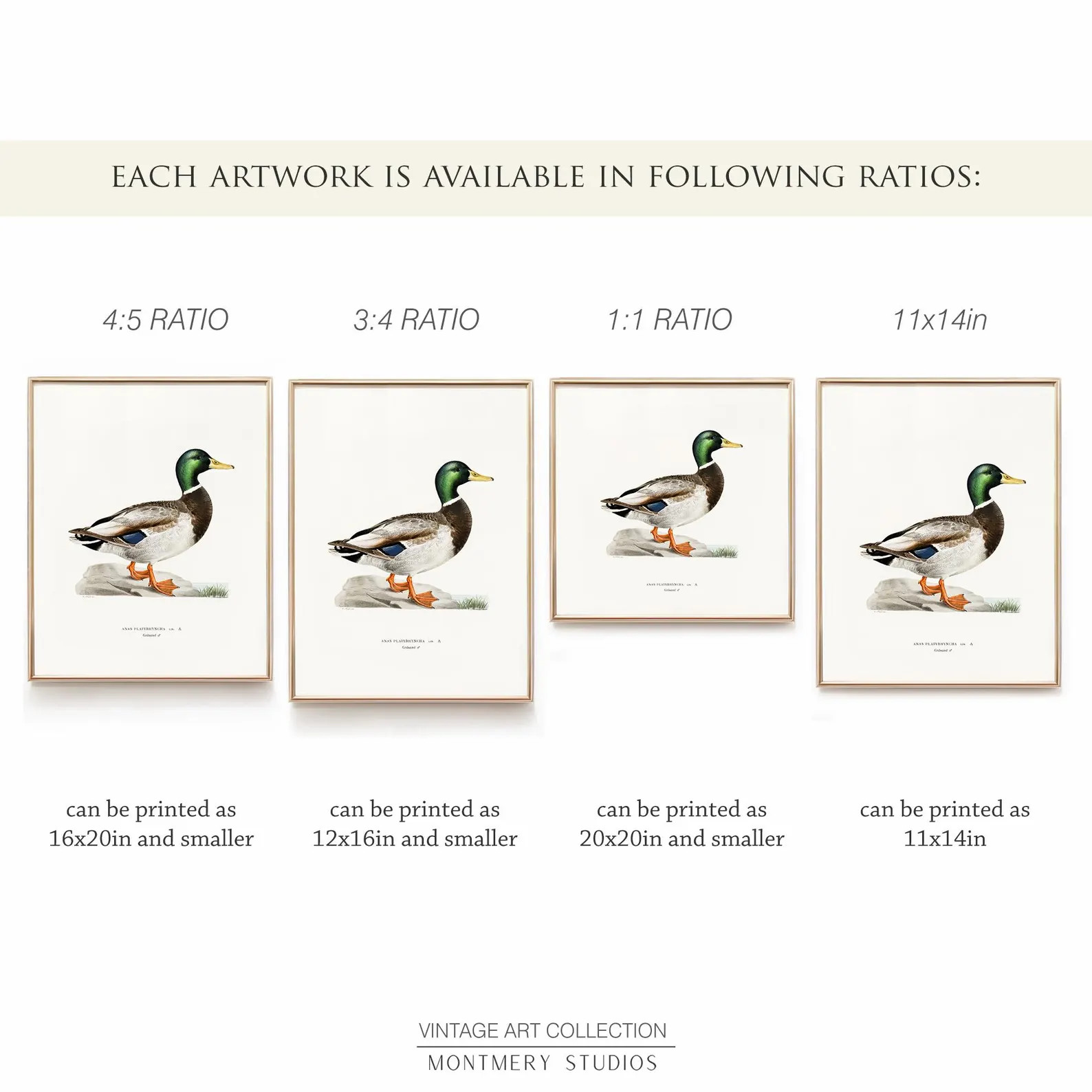 Vintage Duck Prints, Set of 12, Digital Duck Illustrations, Duck Breeds and Species, Mallard Duck... | Etsy (Global)