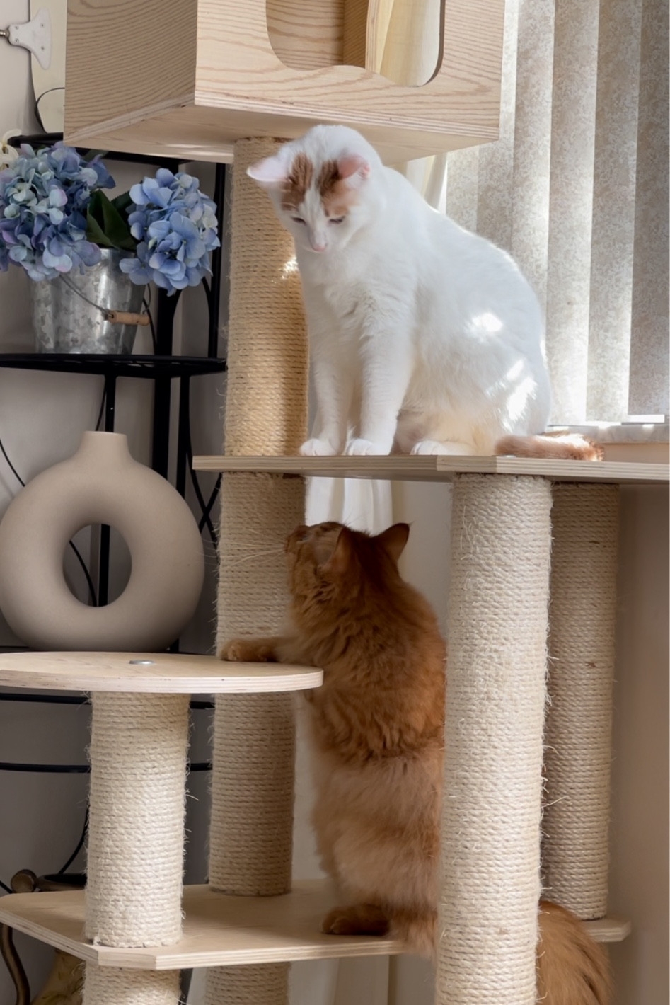 Armarkat 69-in real wood cat tree and condo scratching post tower

#LTKFind #LTKunder50 #LTKunder100