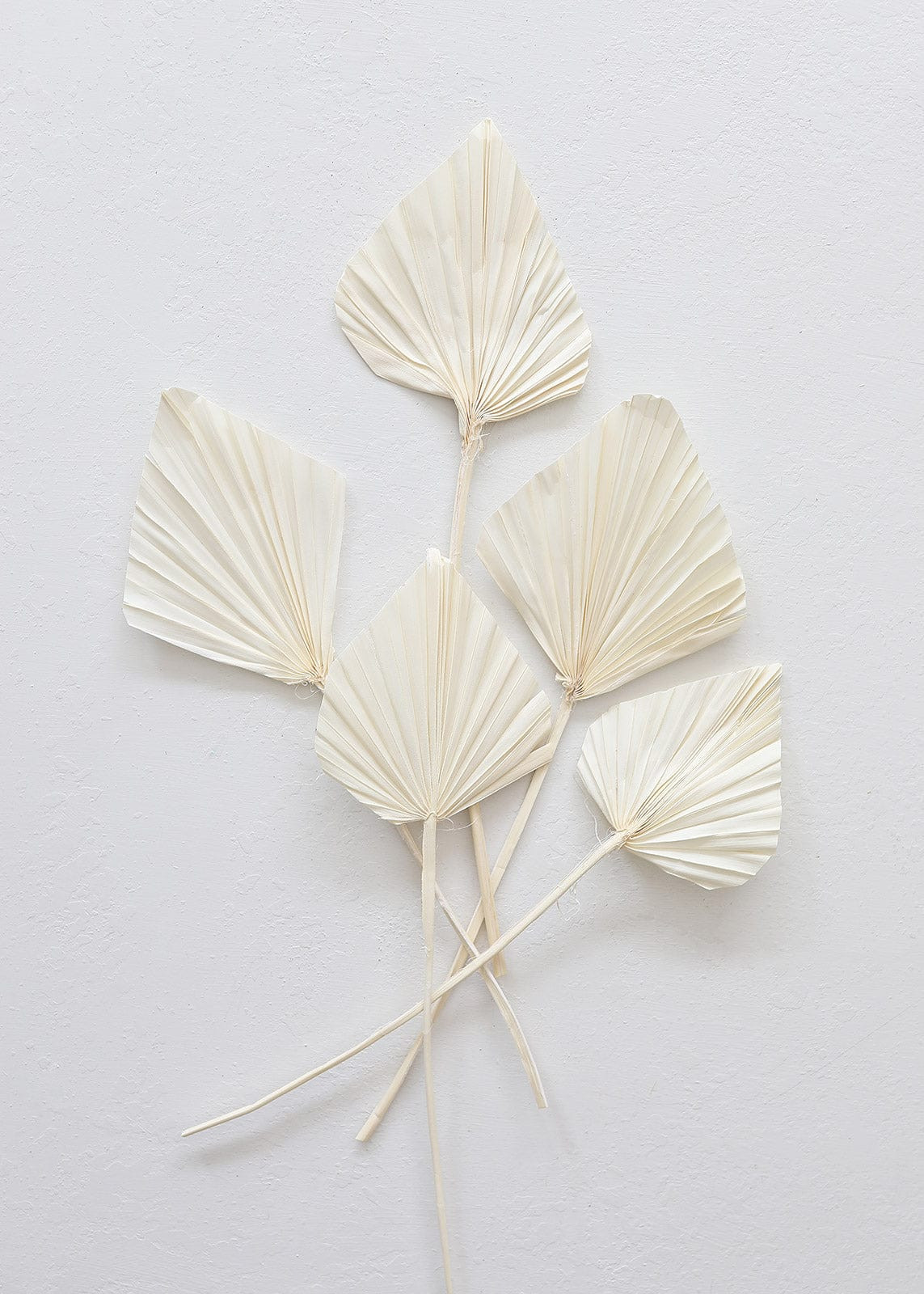 Cream Palm Spade | Preserved Palms | Afloral.com | Afloral