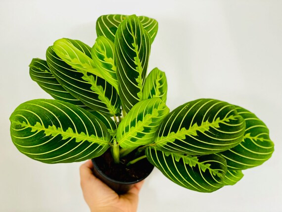 Lemon Lime Maranta  Prayer Plant | Etsy | Etsy (US)