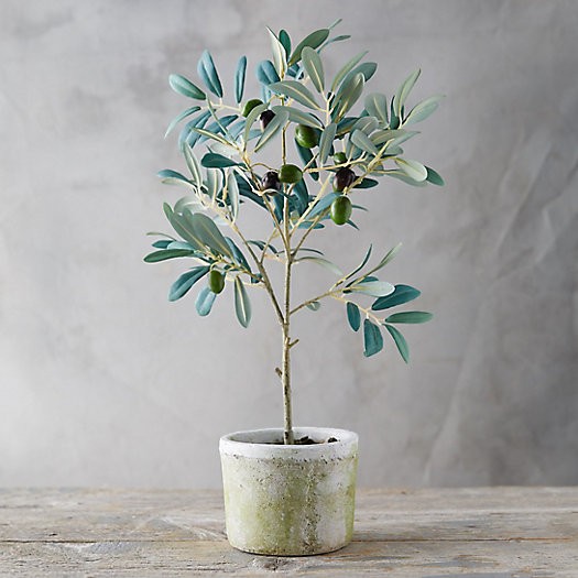 Faux Olive Tree | Terrain