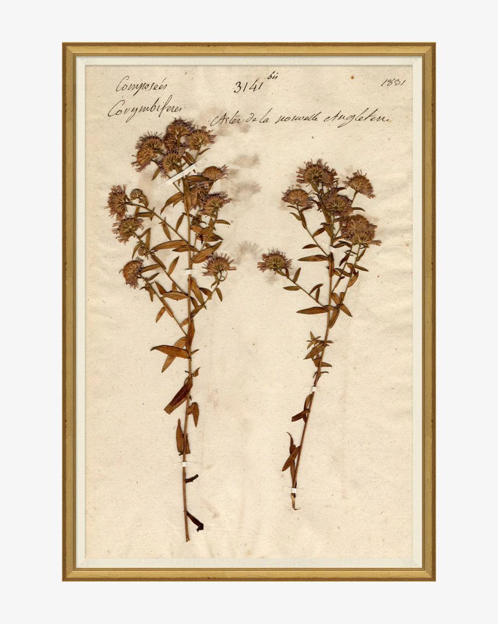 Herbarium Study III By Soicher Marin | McGee & Co.