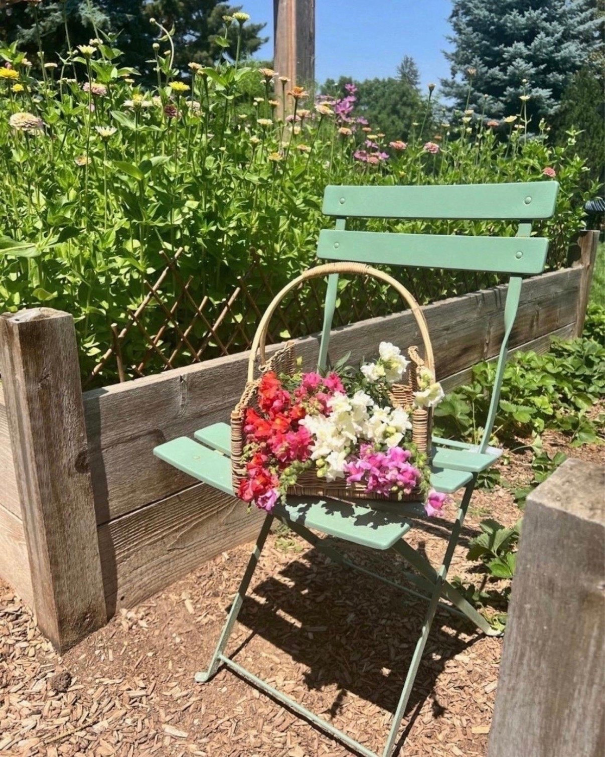 I’ve been making more of an effort to actually sit and enjoy the garden this year instead of always finding the next thing that needs to be done 🌿 A comfy chair and a basket for cutting flowers have definitely been getting a lot of use lately 🌸💐

#LTKSeasonal #LTKHome #LTKSaleAlert