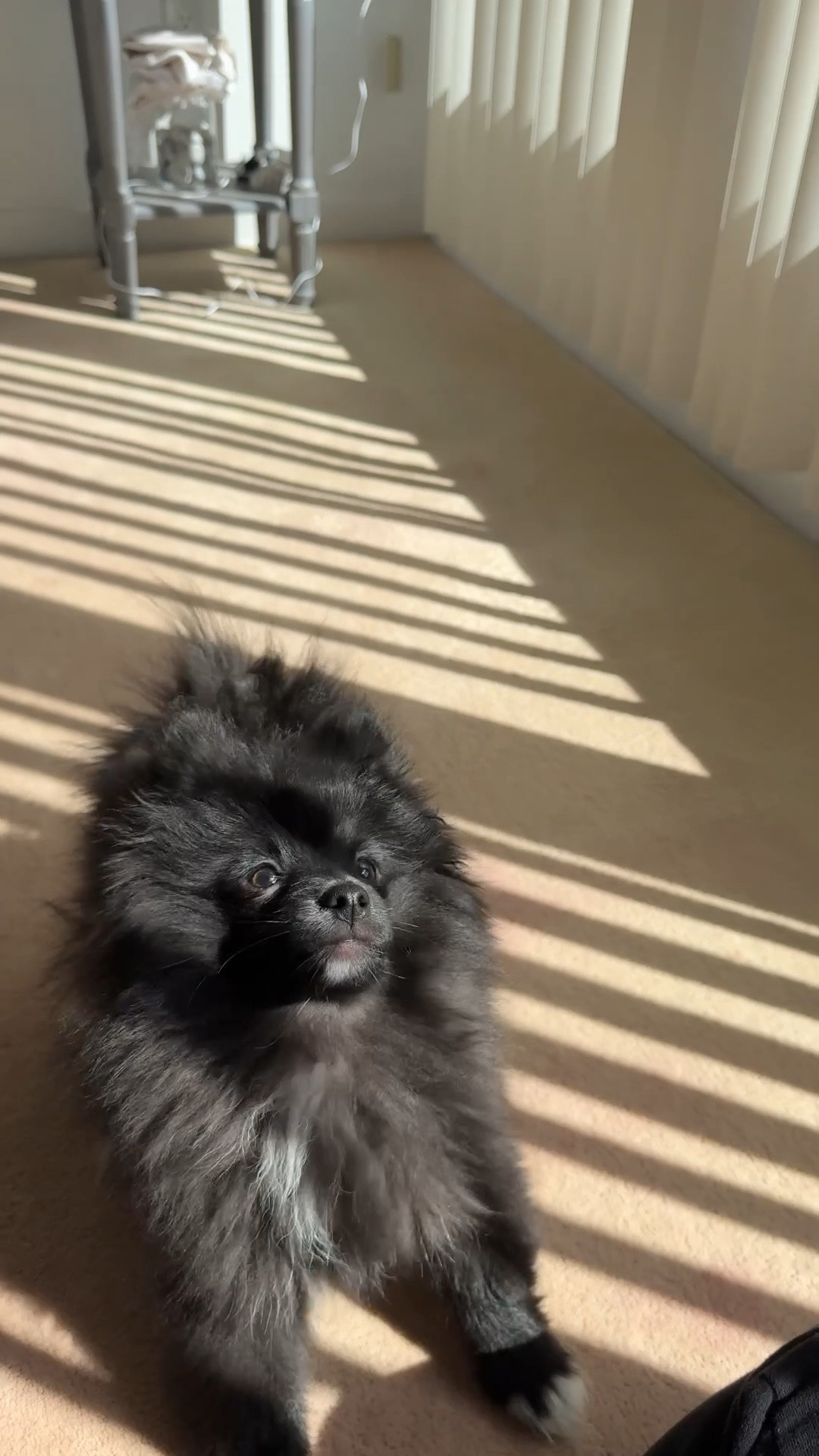 Happiest Thursday from puppy Elvis 
I’ve linked all of his Amazon pet faves

#LTKWatchNow #LTKPets