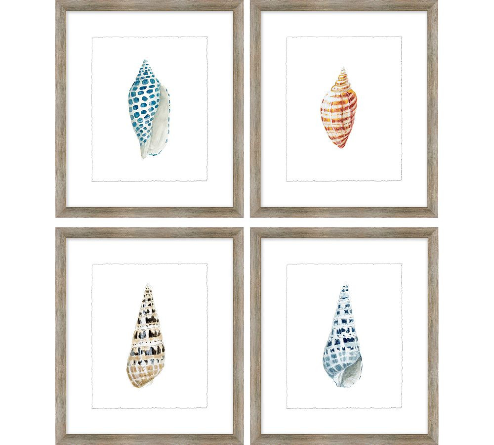 Shore Shell Framed Print | Pottery Barn (US)
