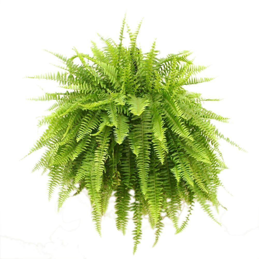 Costa Farms Boston Fern in 10 in. Hanging Basket | The Home Depot