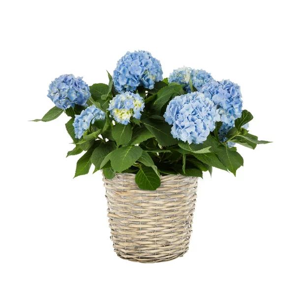Expert Gardener 1.75 Quart Blue Florist Easter Hydrangea Annual Live Plant 1-Count with Decorativ... | Walmart (US)