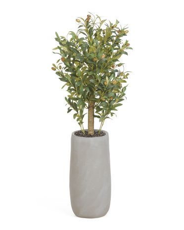 41in Olive Tree In Cement Pot | Marshalls