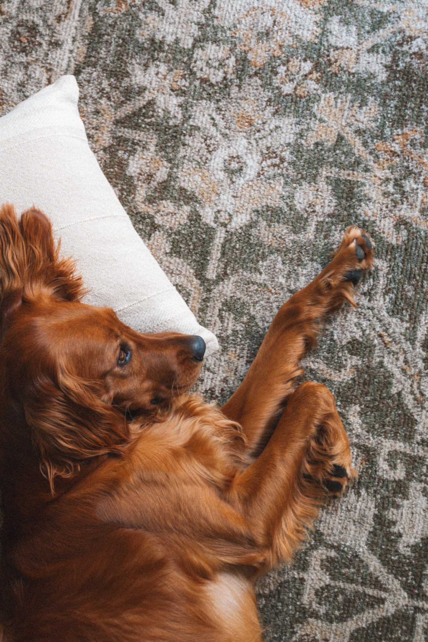 This beautiful rug is from the latest collection by, Magnolia Home By Joanna Gaines x Loloi. 

Linking some other rugs from the new collection below, as well as, some new pillows too! 

Many are on quite the steep sale! 

#LTKStyleTip #LTKHome #LTKSaleAlert