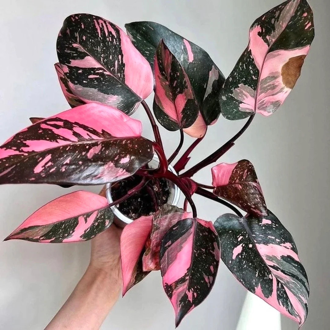 New Philodendron Black Cherry Pink Princess Starter Plant **(ALL Plants Require You to Purchase A... | Etsy (US)