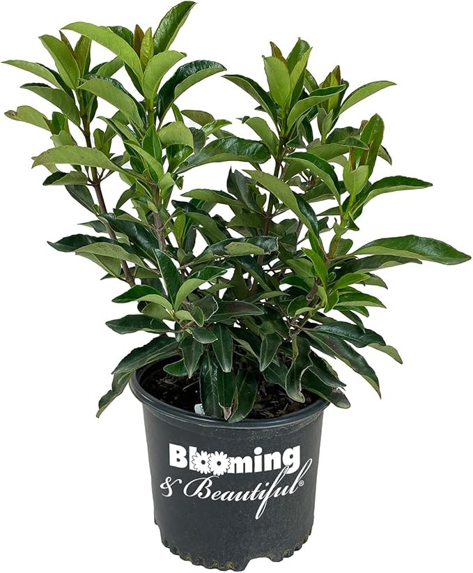 Blooming & Beautiful - Chindo Viburnum - 3 gal - Tall Evergreen Shrub - Dense Dark Green Foliage ... | Amazon (US)