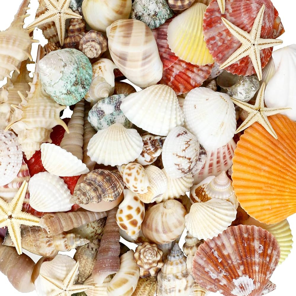 Mixed Sea Shells, 100+ Pcs Beach Seashells Starfish, Various Sizes Ocean Seashells for Fish Tank ... | Amazon (US)