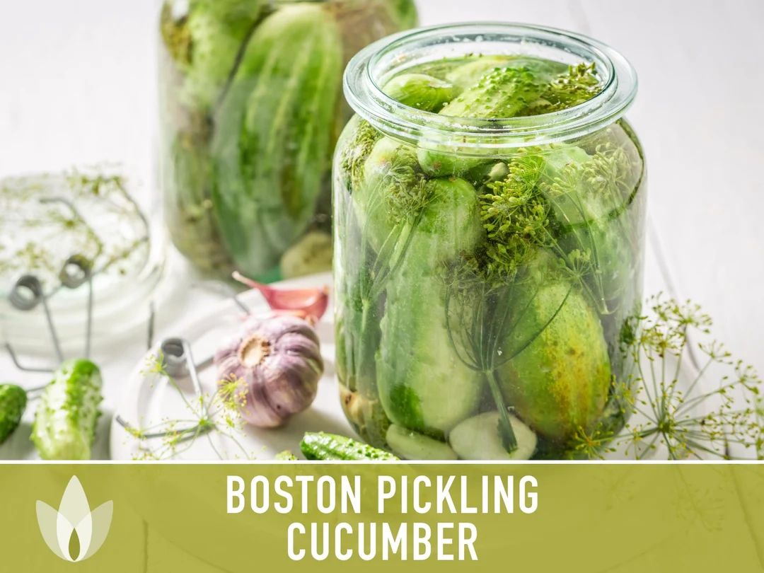 Boston Pickling Cucumber Seeds - Heirloom, Canning Pickle, Disease Resistant, Open Pollinated, No... | Etsy (US)