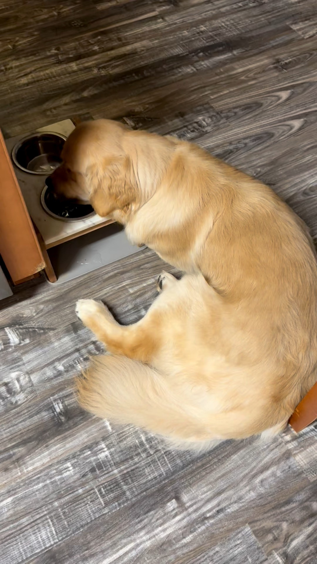 Just Cooper things😆💦 drinking his water while laying down


Funny golden retriever video, funny golden things, silly dog, lazy golden 

#LTKPets