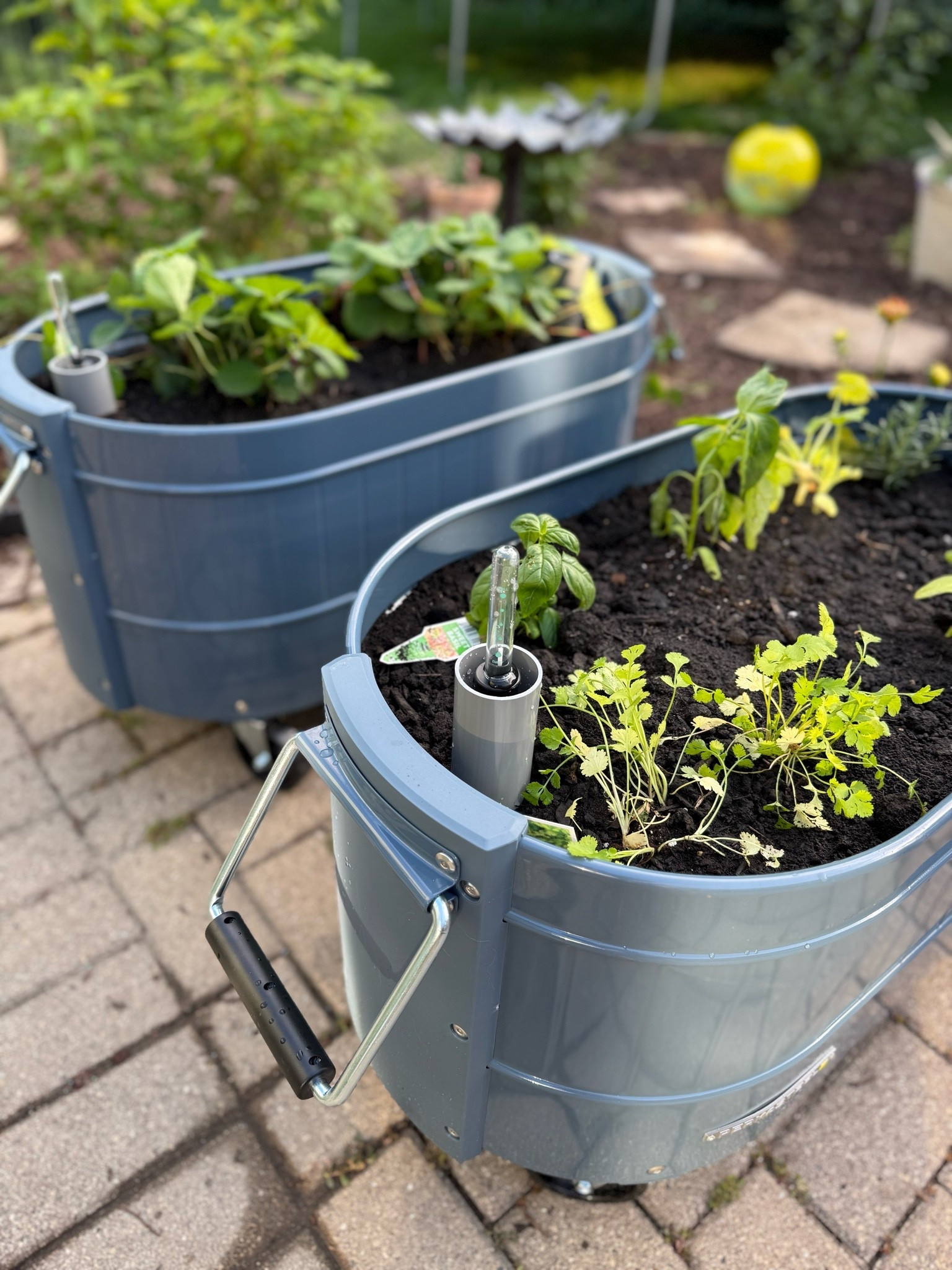 Let’s see how this goes 🌱

#LTKSeasonal
