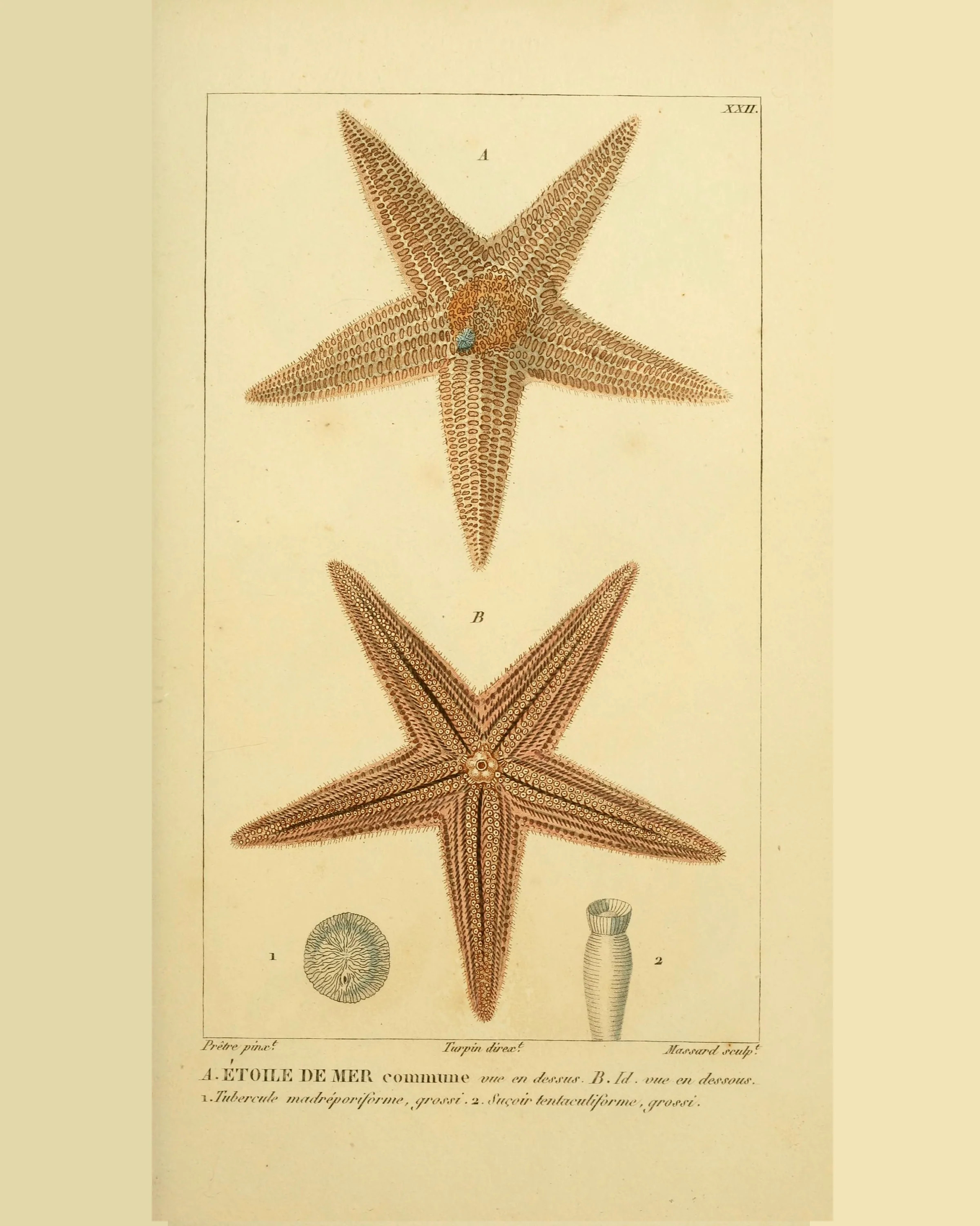 Coral Collection | Etoile de Mer | JSH Home Essentials