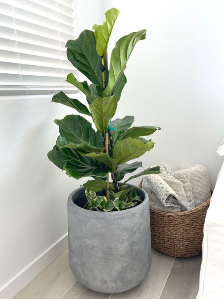 I found these lightweight concrete looking planters on Amazon and they are so cute for both indoor and outdoor. They’re the perfect accessory for my Costco fiddle leaf fig I just got for my new house! 

#LTKunder100 #LTKhome #LTKFind