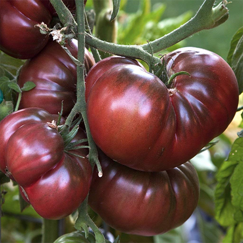 Black Krim - Russian Black Krim Heirloom USA Grown Tomato Seeds 30+ | Amazon (US)
