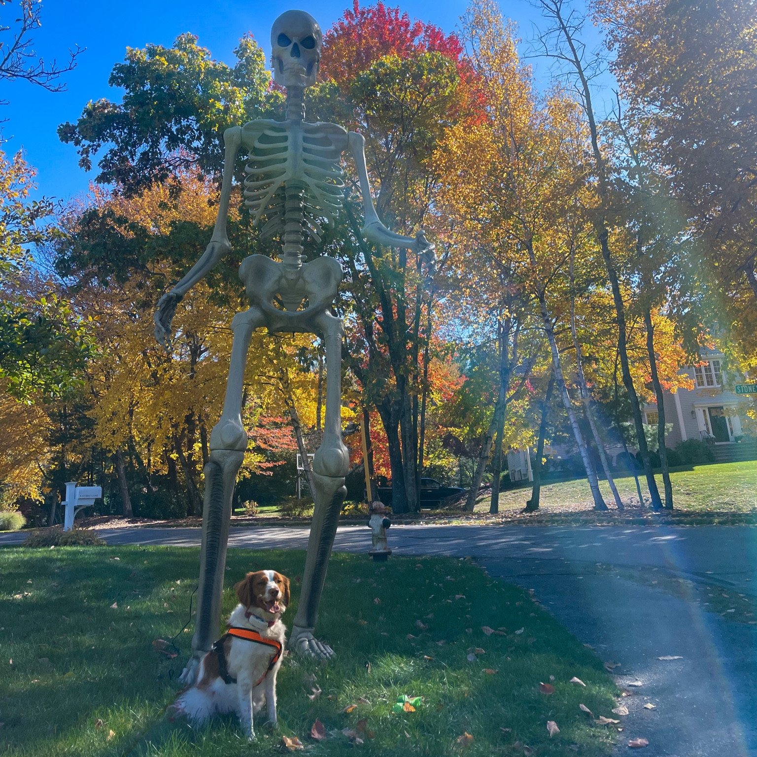 Fall walk outfit! 

Gooby harness 
Skeleton from Home Depot! 
Tagged similar! 

#LTKHoliday #LTKFindsUnder100 #LTKSeasonal