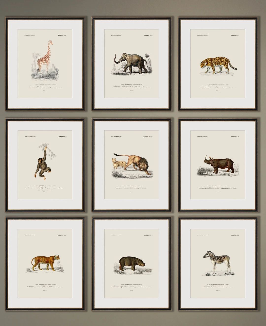 Safari Animal Prints, Vintage Animal Prints, Safari Nursery Art, Animal Wall Art, Nursery Wall Ar... | Etsy (US)