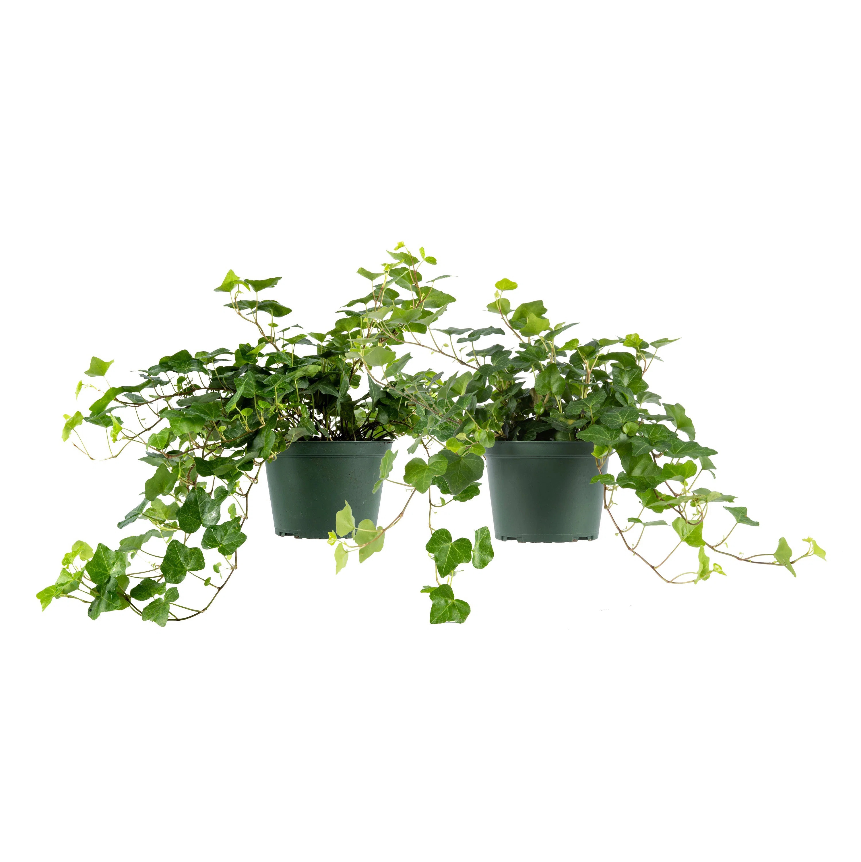 American Plant Exchange Bundles American Plant Exchange 2 Pack, 6 inch Pots & Reviews | Wayfair | Wayfair North America