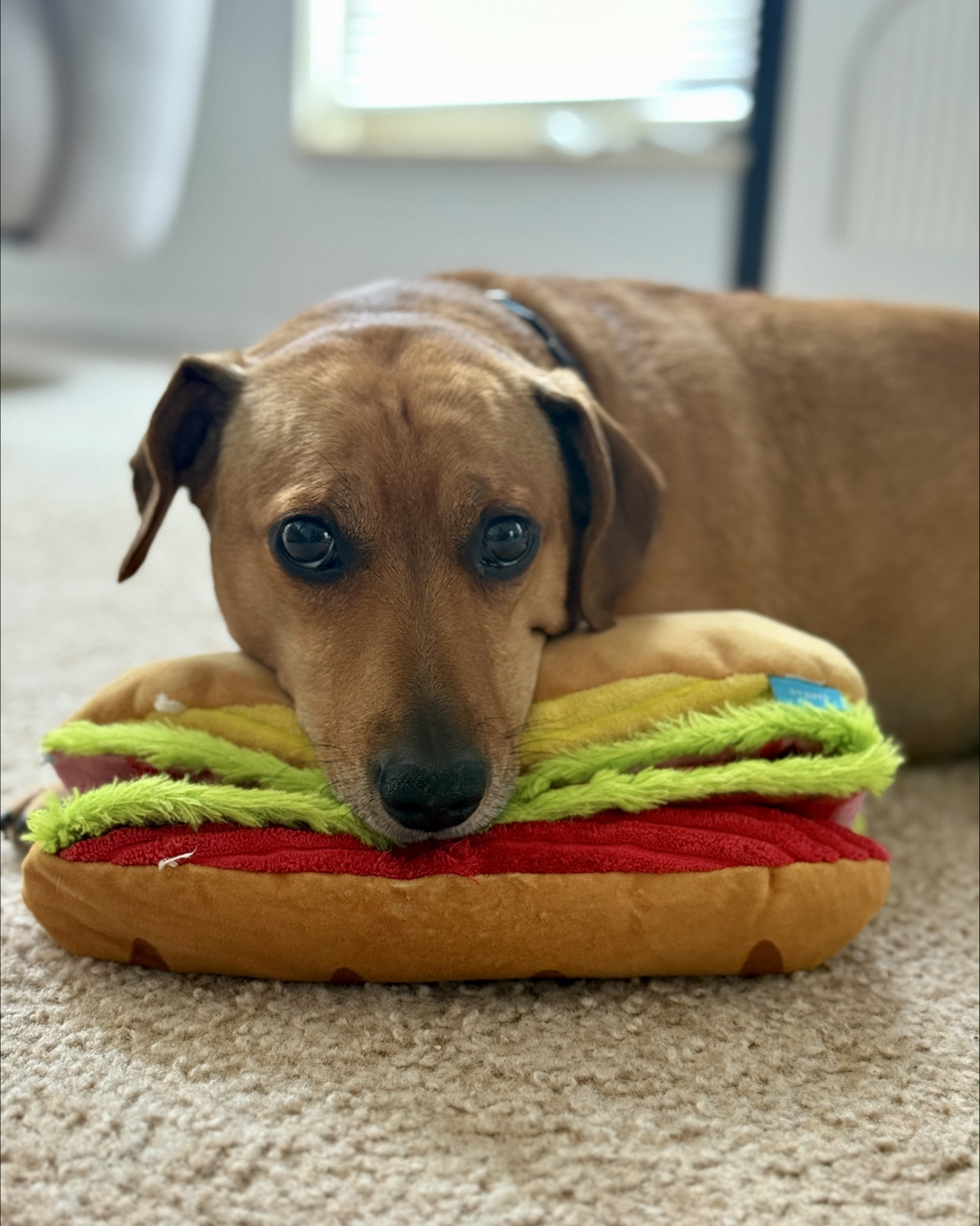 You all are loving Teddy content! Here he is with his sandwich, which kind of looks like a hot dog. Very fitting since he is a dachshund mix!

#LTKFindsUnder50 #LTKPets