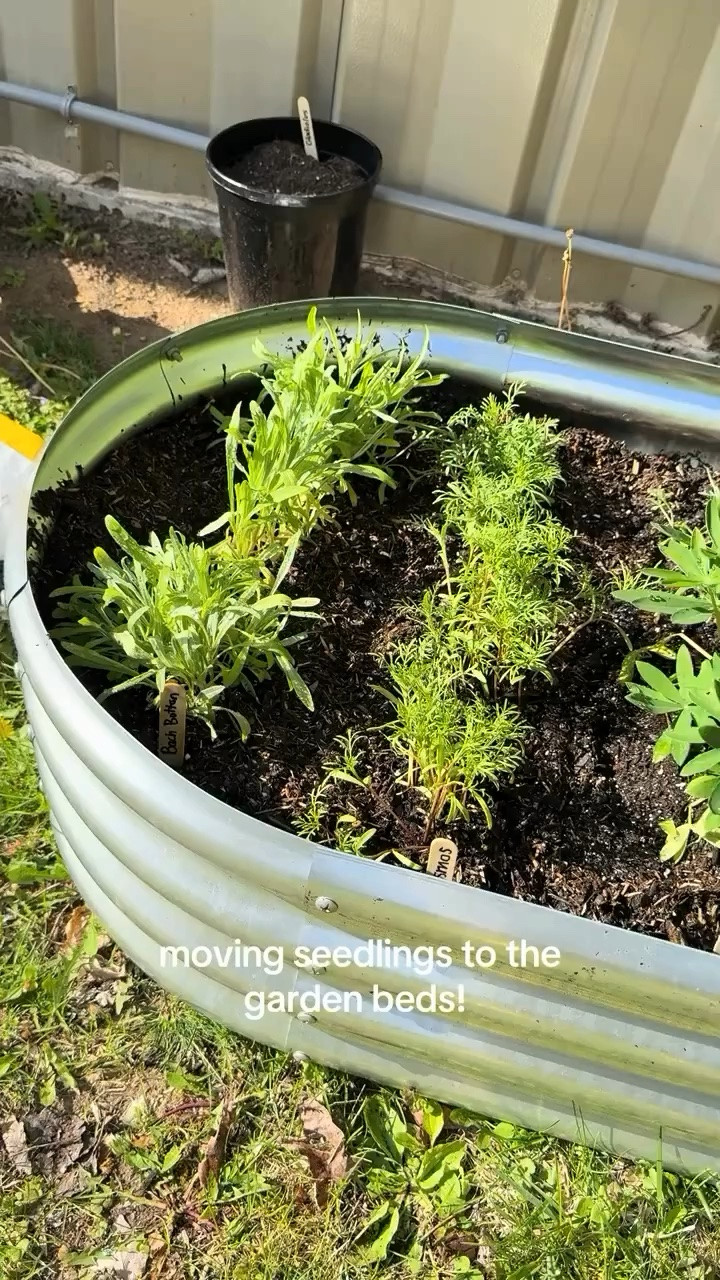 So excited to plant more! 
#garden #seedlings #cutflowergarden #vegetablegarden