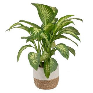 Dieffenbachia Indoor Plant in 10 in. Decor Weave Basket Planter, Avg. Shipping Height 2-3 ft. Tall | The Home Depot