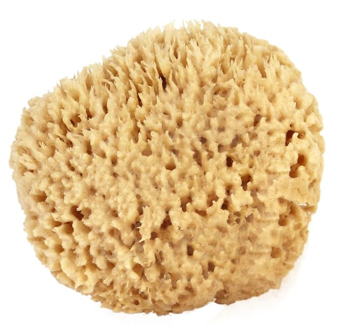 Sea Wool Sponge 5-6" (Large) by Bath & Shower Express ® Natural Renewable Resource! | Amazon (US)