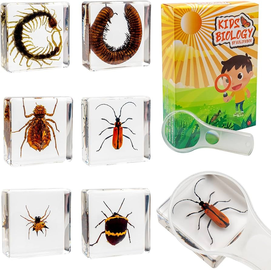 Insect Specimen Set, Bugs Collection Scientific Education Gift for Kids Aged 3-8-12 (Millipede, C... | Amazon (US)