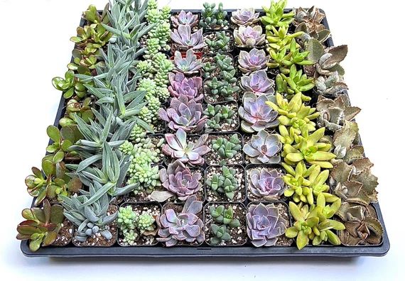 12 Potted Succulent Plants - 2 Inch Potted Live  Succulent Plants - 12 live succulents | Etsy (US)