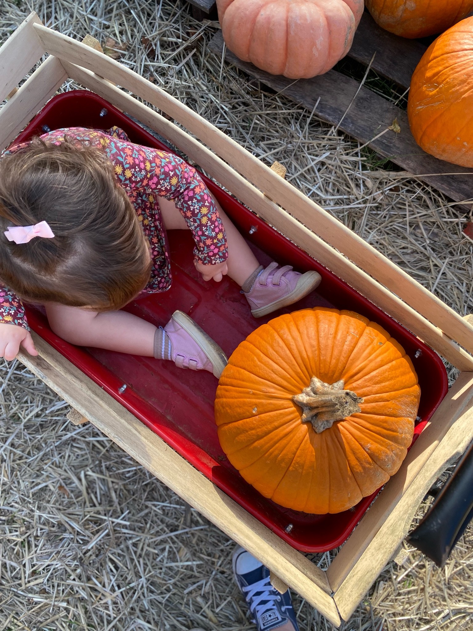 The sweetest dress for the sweetest girl! 🎃

#LTKHalloween #LTKSeasonal #LTKbaby