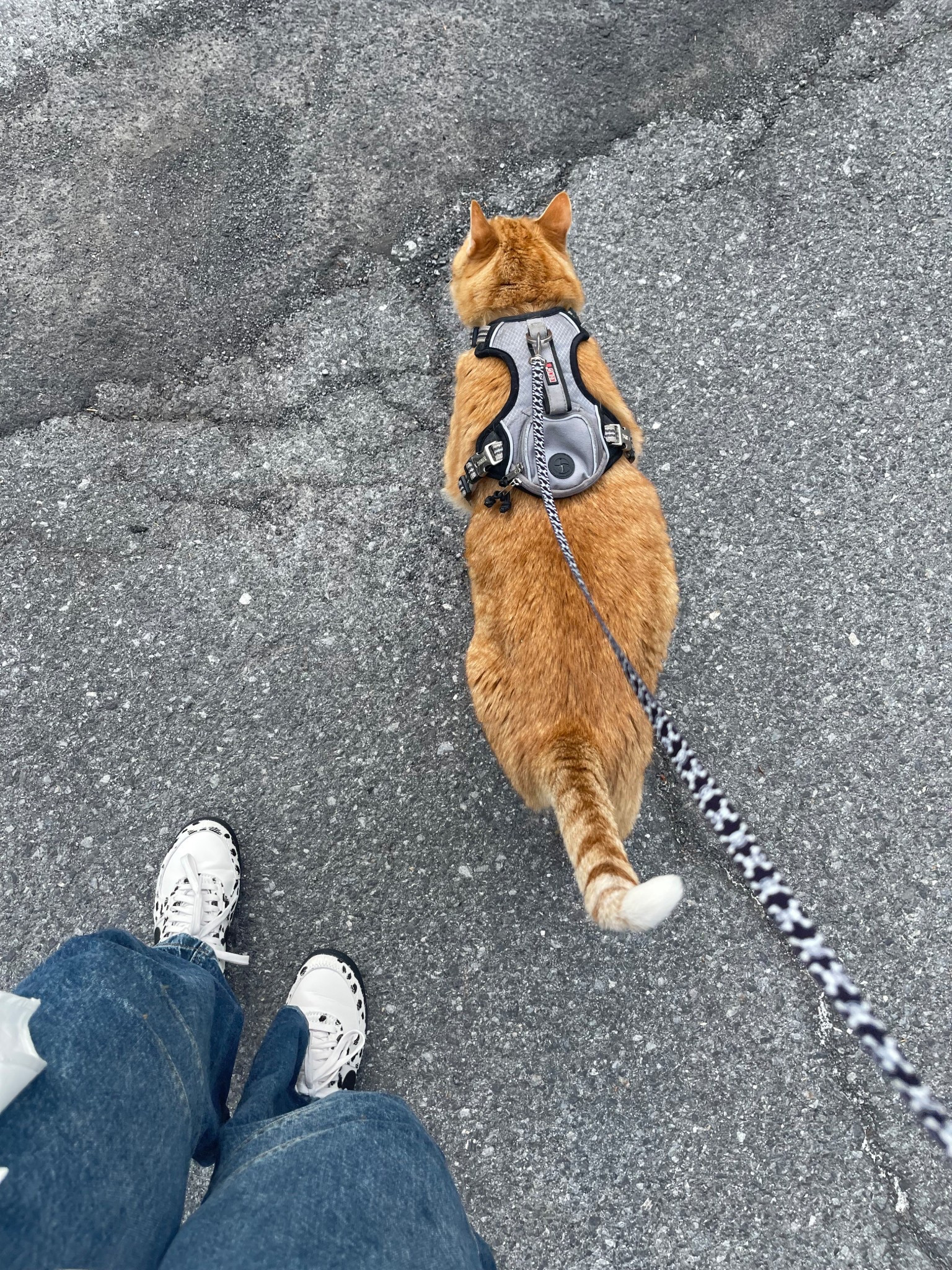 Fire sneaks 🔥 
Cat sold separately 🤪

#LTKActive #LTKShoeCrush #LTKStyleTip