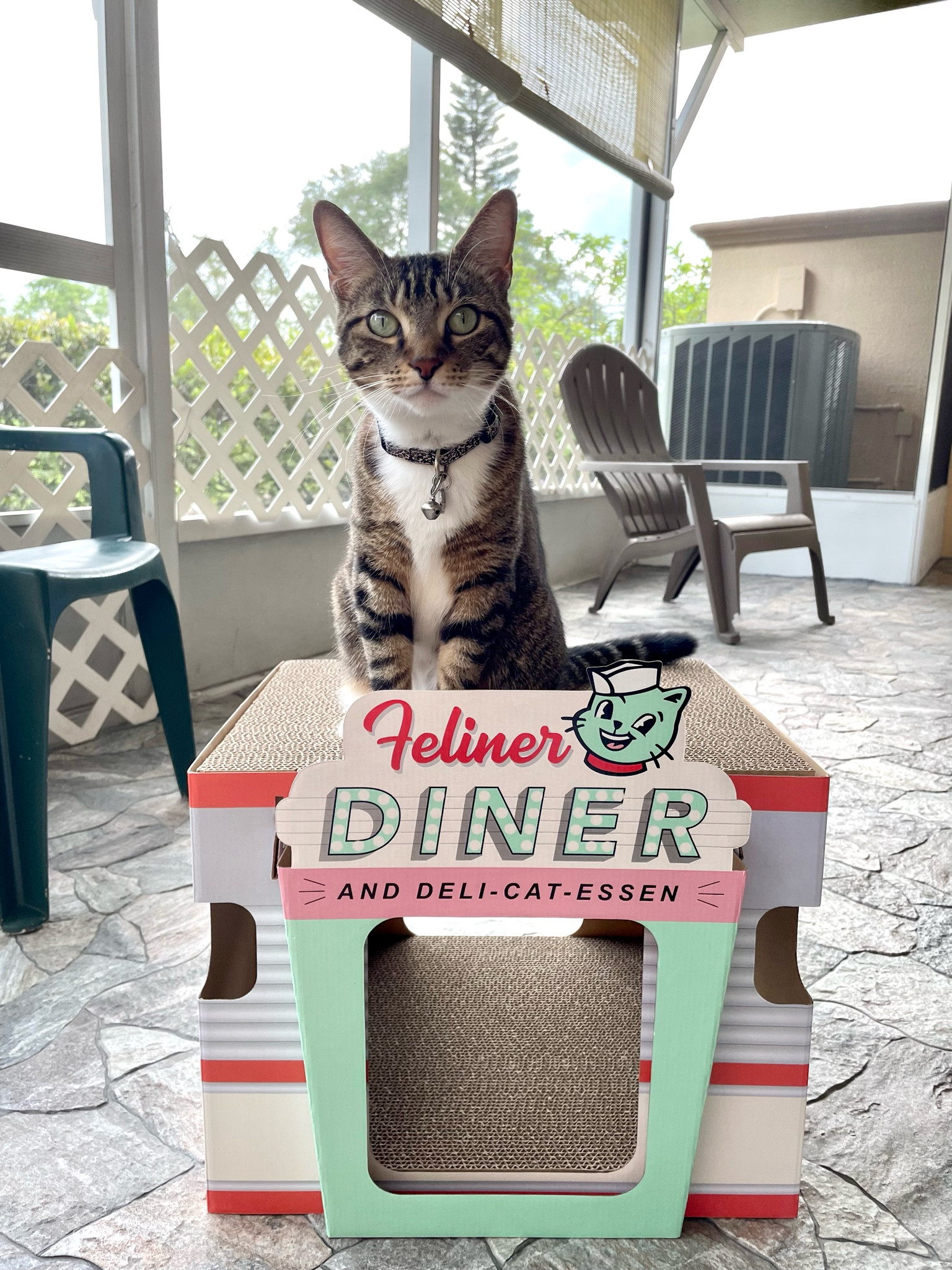 The purrfect scratcher house! #catfinds #targetfinds #petfinds #cats