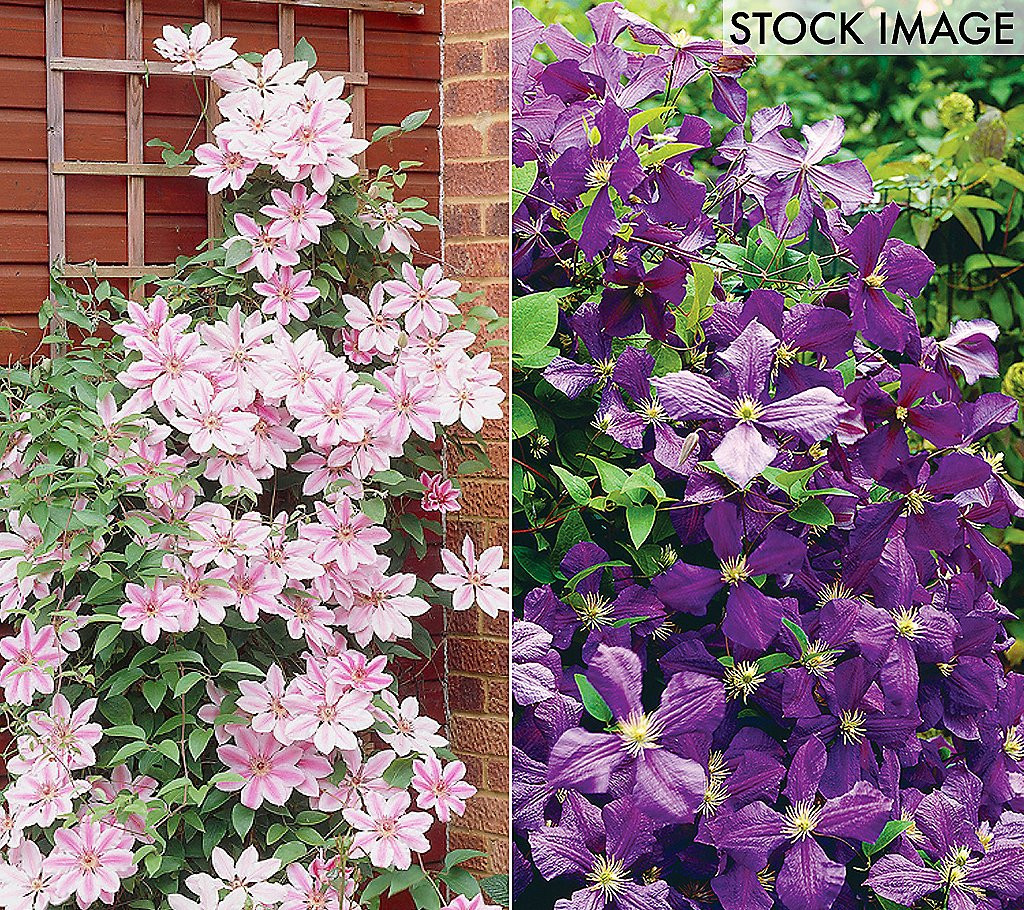 Van Zyverden Clematis Collection 2 Varieties Se t of 2 Plants | QVC