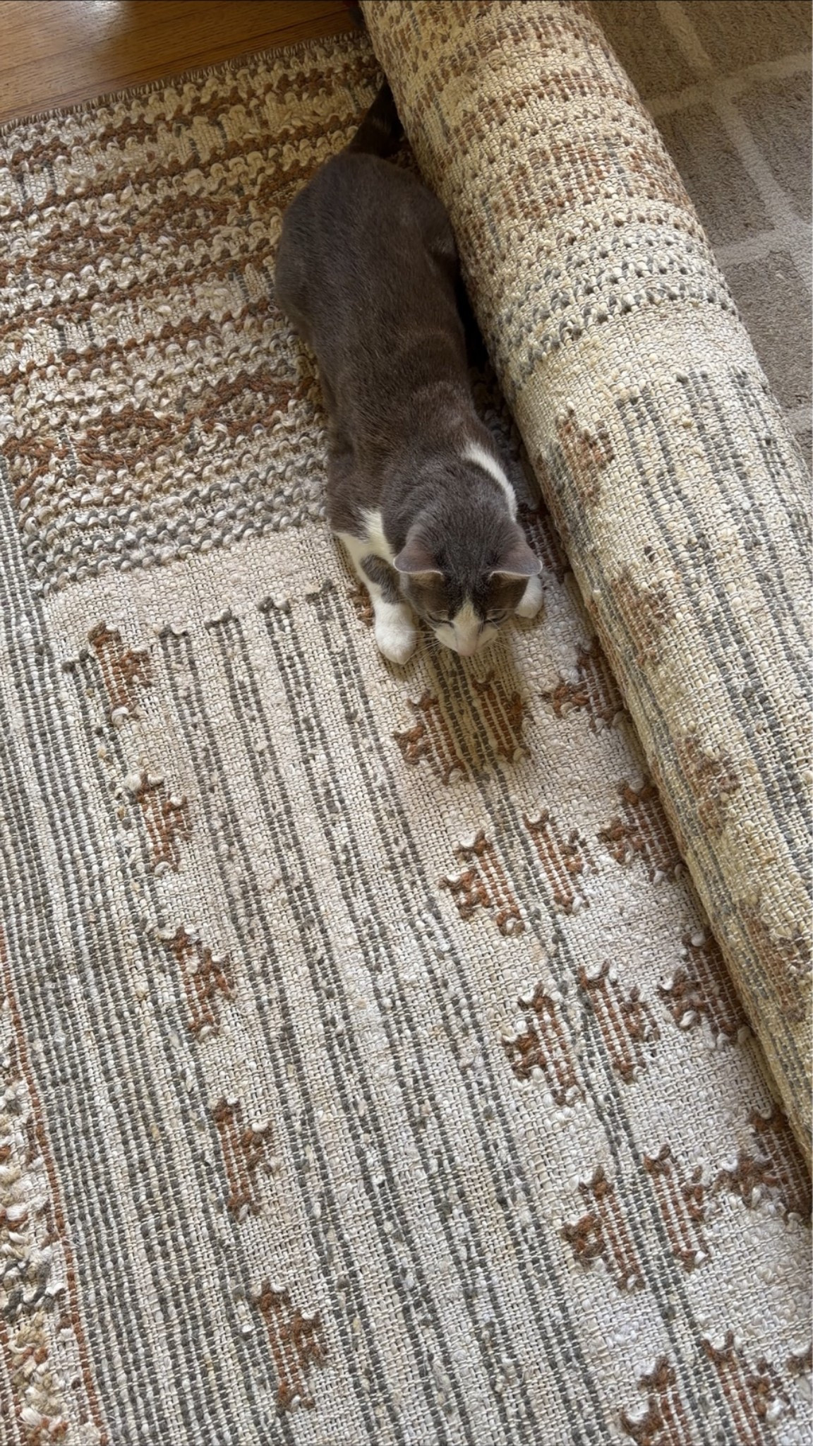 Rug
