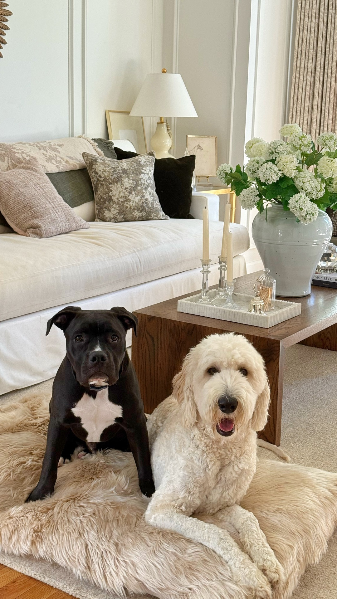 @overlandsheepskin #ad made my dog’s day with this sheepskin floor cushion!  I’ll let their actions speak for themselves.  Clearly, they enjoy their new bed.