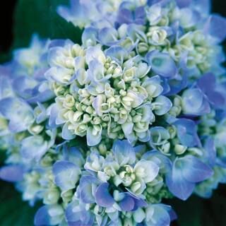 Endless Summer 1 Gal. The Original Hydrangea(Macrophylla) Live Deciduous Shrub, Pink or Blue Moph... | The Home Depot