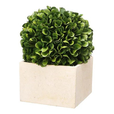Boxwood Topiary in Pot | Wayfair North America