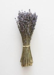 Dried Lavender Bundle in Purple Blue - 6-14" Tall | Afloral (US)