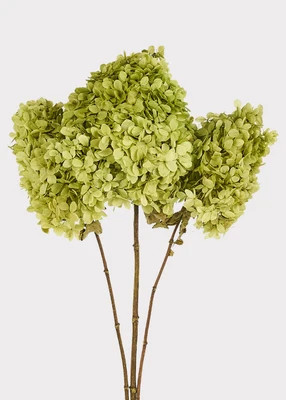 Chartreuse Green Preserved Hydrangea Flower Stem Bundle of 3 | Afloral