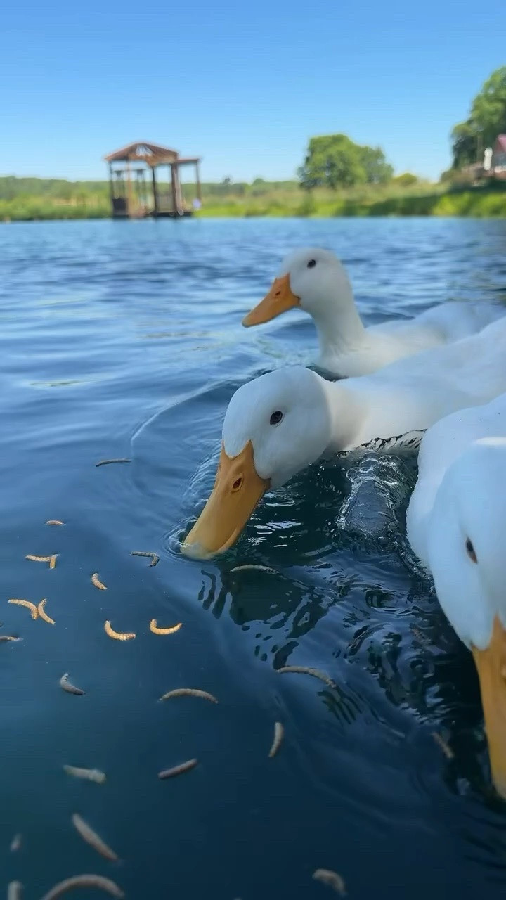 Got my ducks the best treat! 🫶🏼😊

#LTKdayinmylife