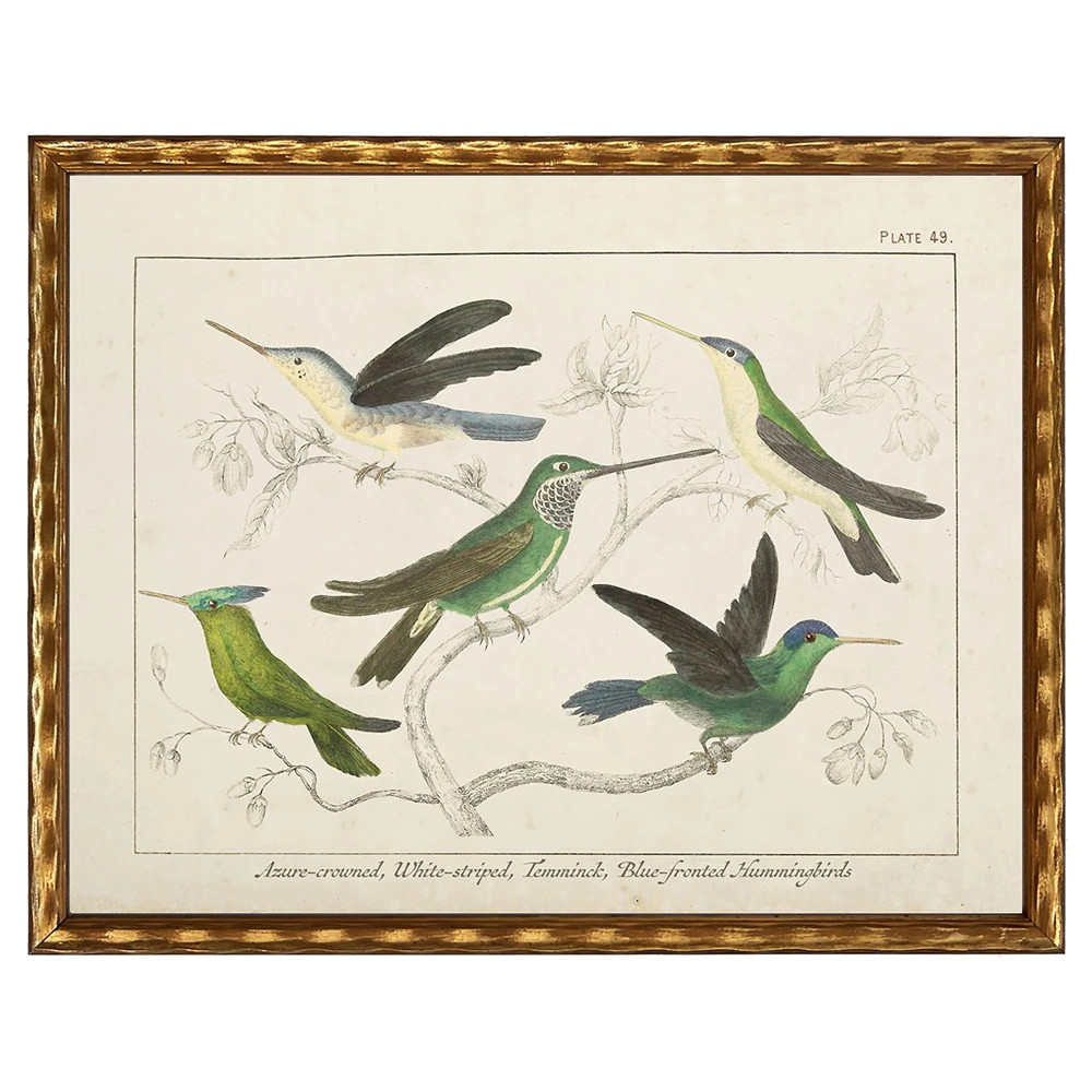 Meridee Traditional Green Hummingbird Gold Frame Illustration - 12x16 | Kathy Kuo Home