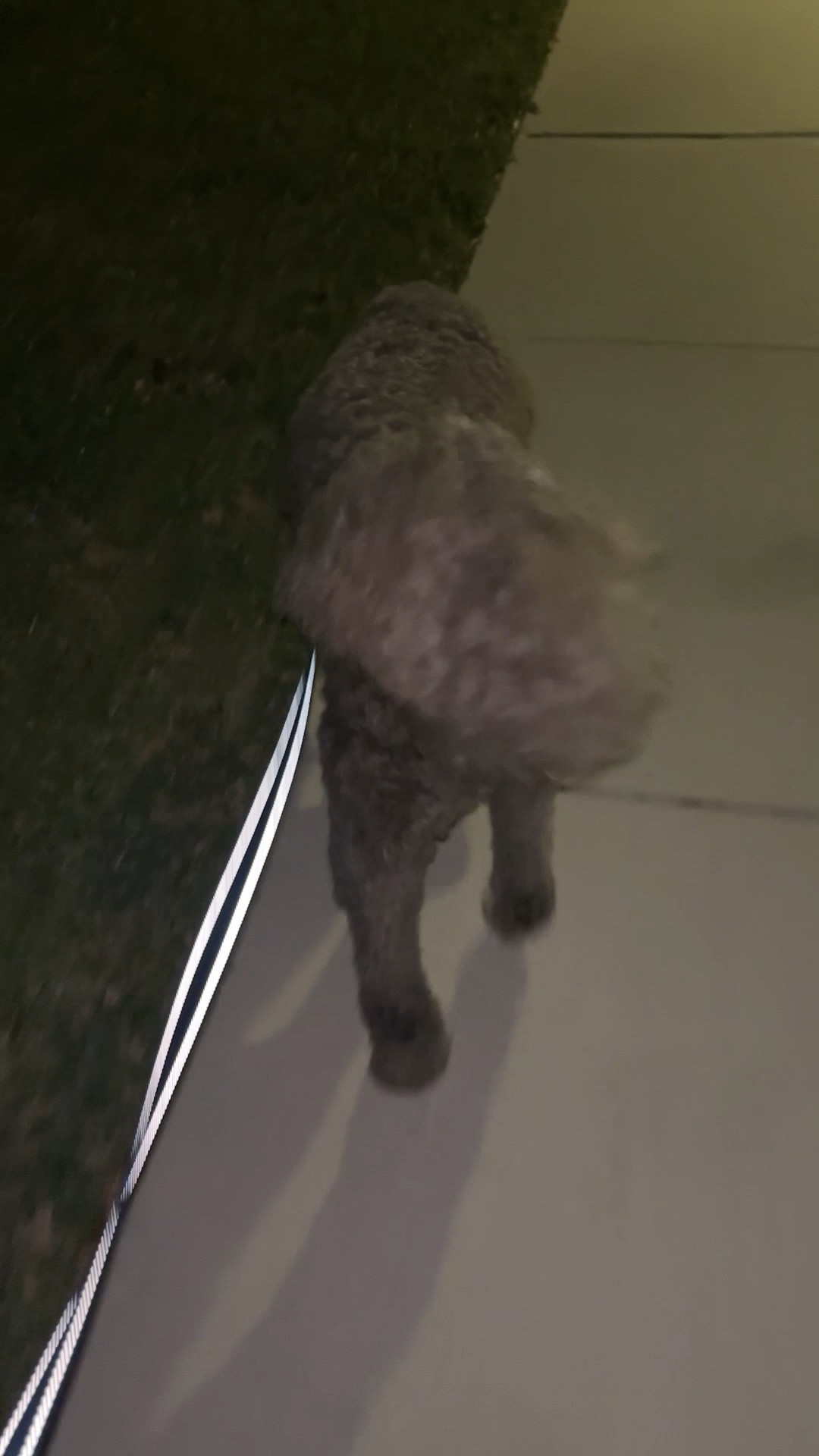 Quick evening walk with a reflective leash from Amazon 

#LTKdayinmylife #LTKActive