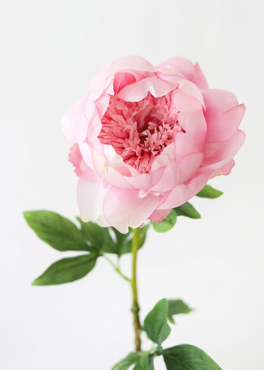 Silk Flower Peony in Pink - 24 | Afloral (US)