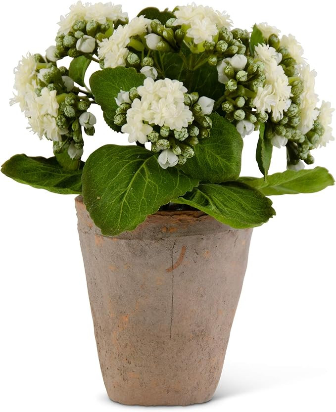 9.5 Inch White Kalanchoe in Distressed Clay Pot | Amazon (US)