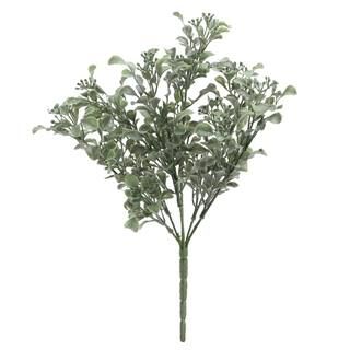 Sage Green Aglaia Odorata Bush by Ashland® | Michaels Stores