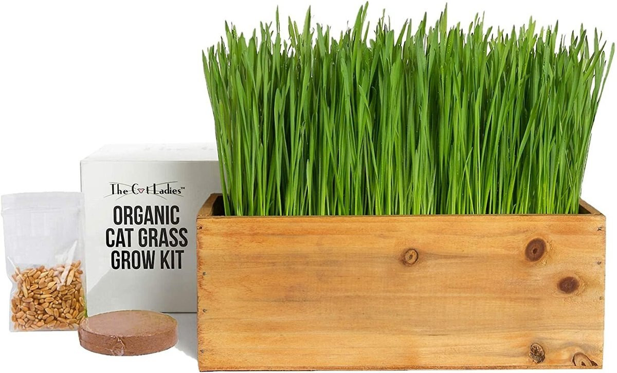 The Cat Ladies Cat Grass Kit & Decorative Wood Planter | Chewy.com